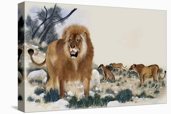 Barbary Lions-Maurice Wilson-Premier Image Canvas