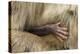 Barbary Macaque (Macaca Sylvanus) Babies Hand Holding onto Adults Fur-Edwin Giesbers-Premier Image Canvas