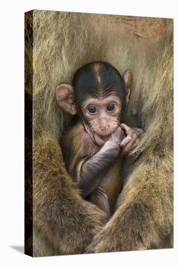 Barbary Macaque (Macaca Sylvanus) Baby Sitting with Mother-Edwin Giesbers-Premier Image Canvas