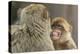 Barbary Macaque (Macaca Sylvanus) Baring Teeth as a Sign of Submission-Edwin Giesbers-Premier Image Canvas