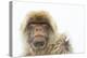 Barbary Macaque (Macaca Sylvanus) Portrait, Gibraltar Nature Reserve, Gibraltar, June-Edwin Giesbers-Premier Image Canvas