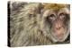 Barbary Macaque (Macaca Sylvanus) Portrait, Gibraltar Nature Reserve, Gibraltar, June-Edwin Giesbers-Premier Image Canvas