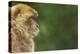 Barbary Macaque (Macaca Sylvanus) Profile, Portrait, Gibraltar Nature Reserve, Gibraltar, June-Edwin Giesbers-Premier Image Canvas