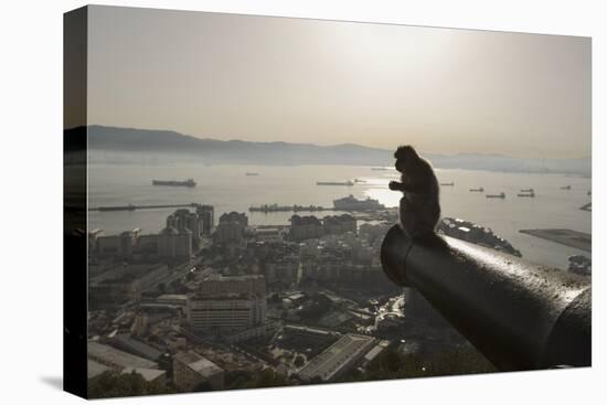 Barbary Macaque (Macaca Sylvanus) Resting on Old Canon at Sunrise-Mark Macewen-Premier Image Canvas
