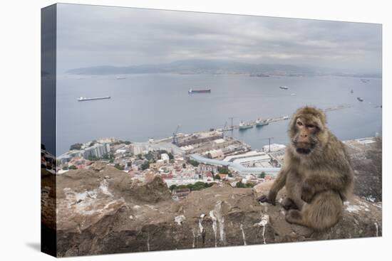 Barbary Macaque (Macaca Sylvanus) Sitting with Harbour of Gibraltar City in the Background-Edwin Giesbers-Premier Image Canvas