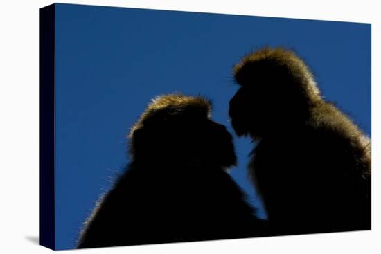 Barbary Macaque (Macaca Sylvanus) Two Sitting Close Together-Edwin Giesbers-Premier Image Canvas