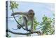 Barbary Macaque (Macaca Sylvanus) Youngster Climbing, Gibraltar Nature Reserve, Gibraltar-Edwin Giesbers-Premier Image Canvas