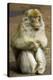 Barbary Macaque-Bob Gibbons-Premier Image Canvas
