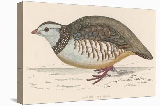 Barbary Partridge-Reverend Francis O. Morris-Premier Image Canvas