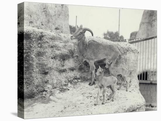 Barbary Sheep with Two Young on Mappin Terraces, London Zoo, June 1916-Frederick William Bond-Premier Image Canvas