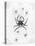 Barbary Spider-J. Pass-Stretched Canvas