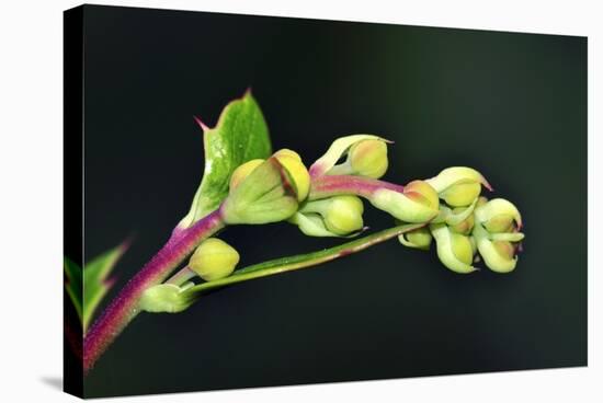 Barberry (Berberis Darwinii)-Colin Varndell-Premier Image Canvas