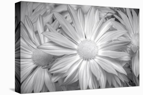 Barberton daisy in black and white infrared-Michael Scheufler-Premier Image Canvas