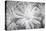 Barberton daisy in black and white infrared-Michael Scheufler-Premier Image Canvas