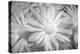 Barberton daisy in black and white infrared-Michael Scheufler-Premier Image Canvas