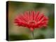 Barberton Daisy-Michael Scheufler-Premier Image Canvas