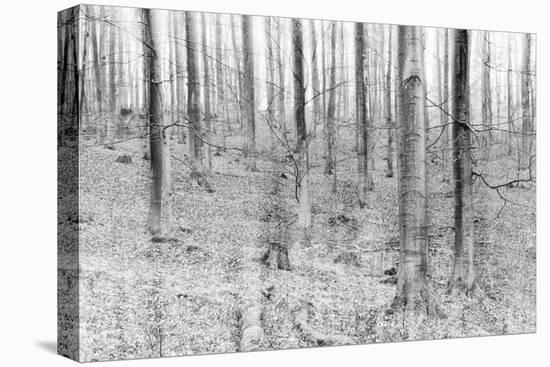 Bare Beech Forest in Winter, Abstract Study, Colour and Contrast Digitally Enhanced-Andreas Vitting-Premier Image Canvas