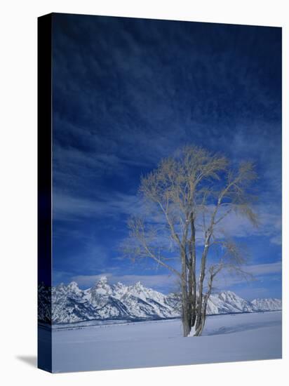 Bare Tree in Snowy Landscape, Grand Teton National Park, Wyoming, USA-Scott T. Smith-Premier Image Canvas