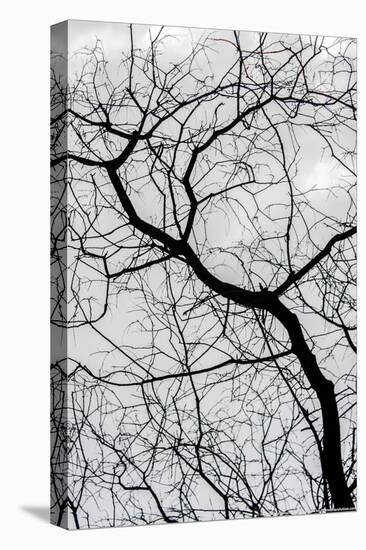 Bare Tree Limbs-null-Stretched Canvas