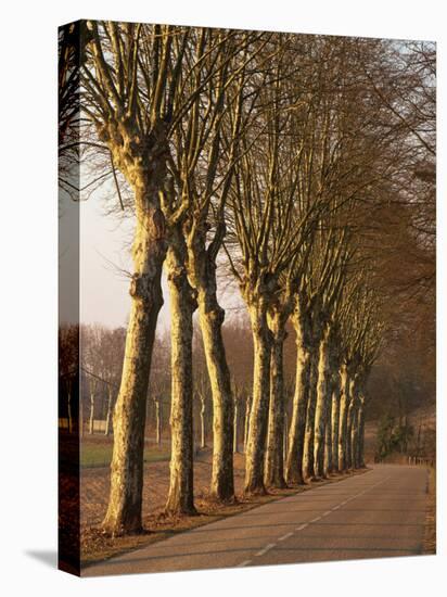 Bare Trees Line a Rural Road in Winter, Provence, France, Europe-Michael Busselle-Premier Image Canvas