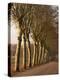 Bare Trees Line a Rural Road in Winter, Provence, France, Europe-Michael Busselle-Premier Image Canvas