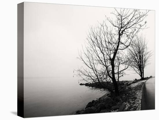 Bare Trees on a Lake Side Bank-Sharon Wish-Premier Image Canvas