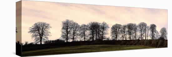 Bare Trees on a Ridge across a Field at Sunset, Bourton on the Hill, Gloucestershire, England, UK-David Hughes-Premier Image Canvas