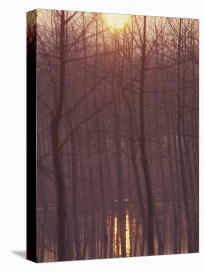 Bare Trees Silhouetted by Winter Sunset, and Reflected in Pond-Woolfitt Adam-Premier Image Canvas