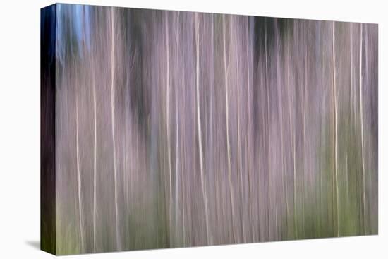 Bare Trees-Jacob Berghoef-Premier Image Canvas