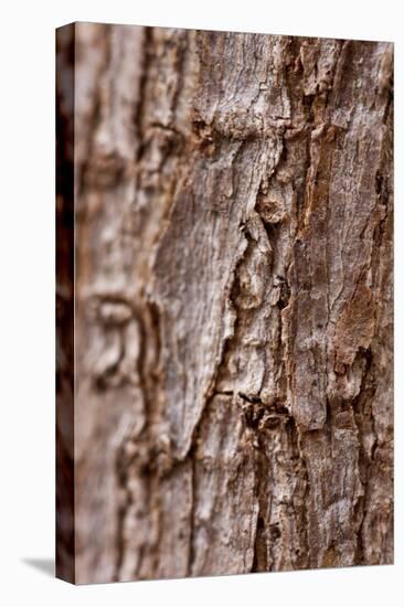 Bark II-K.B. White-Premier Image Canvas