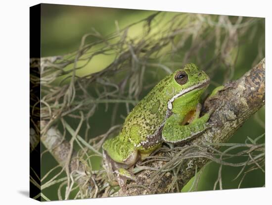 Barking tree frog on branch, Hyla gratiosa, Florida-Maresa Pryor-Premier Image Canvas