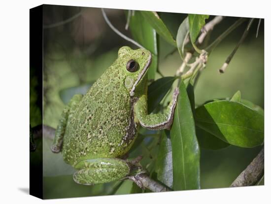 Barking tree frog on branch, Hyla gratiosa, Florida-Maresa Pryor-Premier Image Canvas