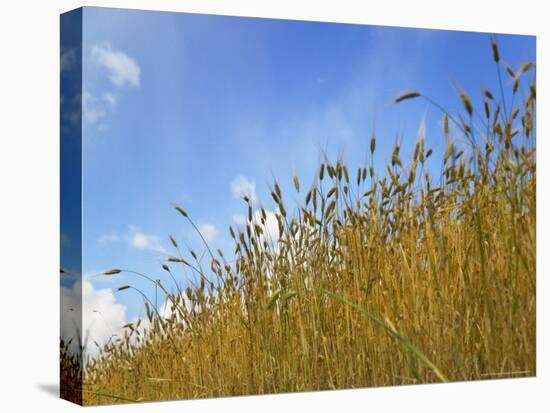 Barley against Blue Sky, East Himalayas, Tibet, China-Keren Su-Premier Image Canvas