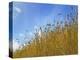 Barley against Blue Sky, East Himalayas, Tibet, China-Keren Su-Premier Image Canvas