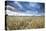 Barley Field (Hordeum vulgare L.) and clouds, near Vienna, Austria, Europe-John Guidi-Premier Image Canvas