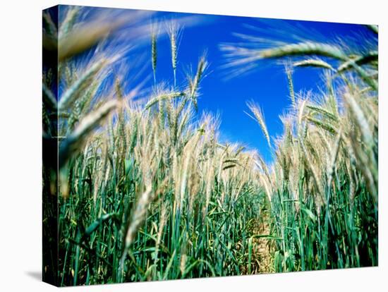 Barley Field in July, Denmark-Martin Lladó-Premier Image Canvas