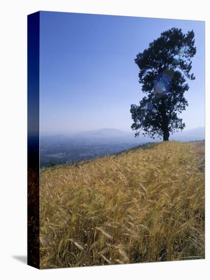 Barley Field on the Slopes of Entoto, Shoa Province, Ethiopia, Africa-Bruno Barbier-Premier Image Canvas