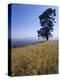 Barley Field on the Slopes of Entoto, Shoa Province, Ethiopia, Africa-Bruno Barbier-Premier Image Canvas