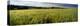 Barley Field, Wales, United Kingdom-null-Premier Image Canvas