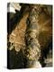 Barley Sugar Column from the Baldacchino with Laurel Leaves and Putti Chasing Bees, 1633-Giovanni Lorenzo Bernini-Premier Image Canvas