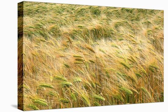 Barley-Dr. Keith Wheeler-Premier Image Canvas