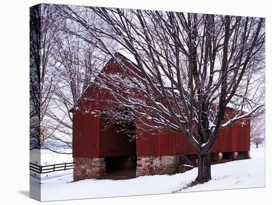 Barn and Maple after winter storm, Fairfax County, Virginia, USA-Charles Gurche-Premier Image Canvas