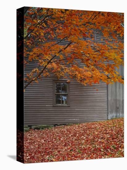 Barn and Maple Tree in Autumn, Vermont, USA-Scott T. Smith-Premier Image Canvas