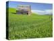 Barn and Vehicle Tracks in Wheat Field in Idaho-Darrell Gulin-Premier Image Canvas
