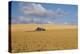 Barn in a field, Moscow, Idaho, USA-Panoramic Images-Premier Image Canvas