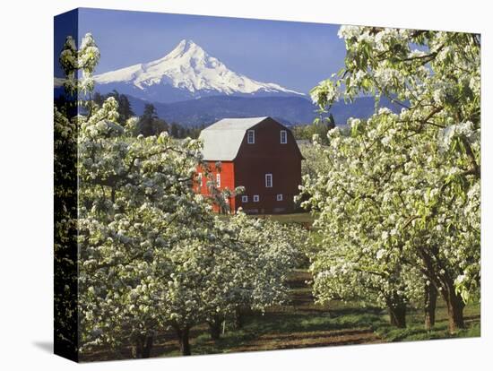 Barn in Orchard Below Mt. Hood-John McAnulty-Premier Image Canvas