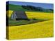 Barn in Rape Seed Field-Darrell Gulin-Premier Image Canvas