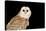 Barn Owl At Night-null-Premier Image Canvas