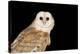 Barn Owl At Night-null-Premier Image Canvas