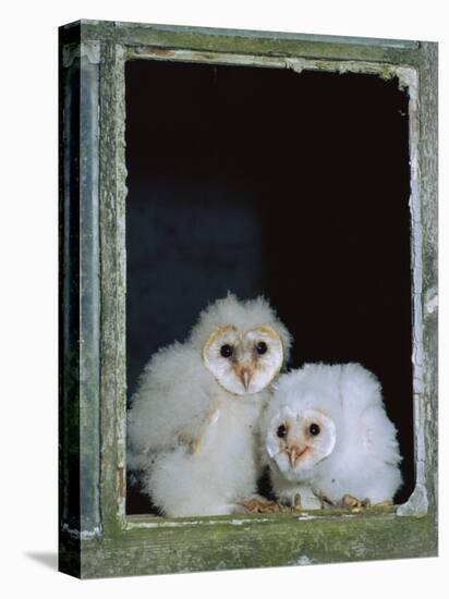 Barn Owl Chicks in Window Cornwall, UK-Ross Hoddinott-Premier Image Canvas